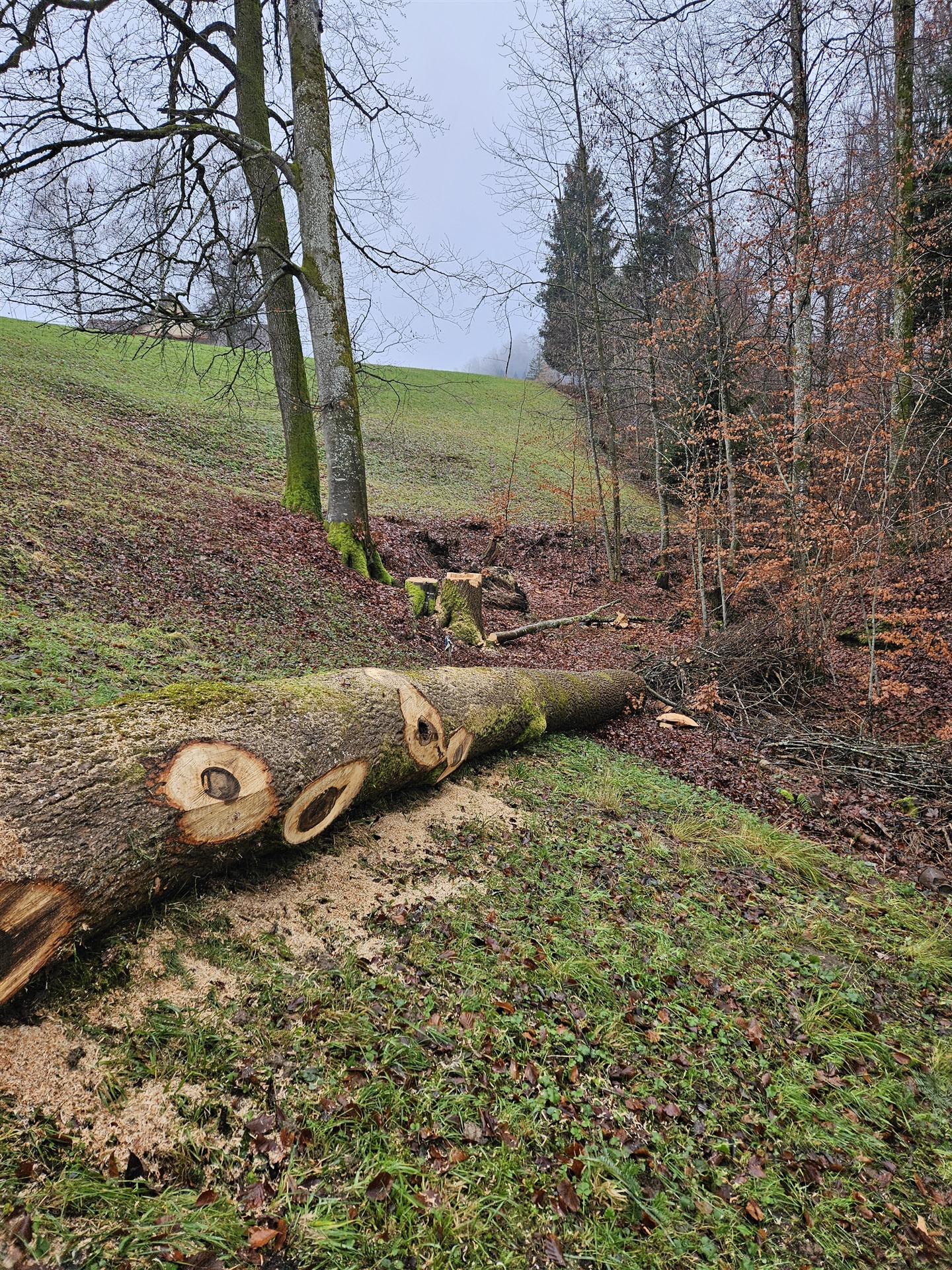 Einzelne Bäume wurden gefällt