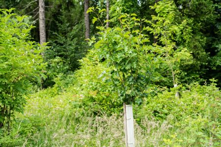 Aufforstung Frühling 2020