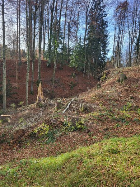 2026 Holzereiarbeiten, ökologische Aufwertungen