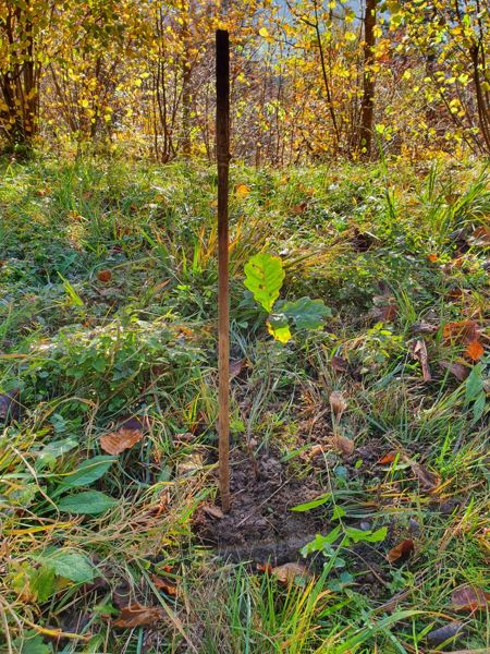 Eichen Aufforstung und Jungwaldpflege Herbst 2020