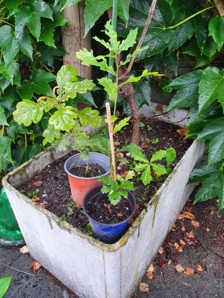 Eichensetzlinge + Pflanzungen