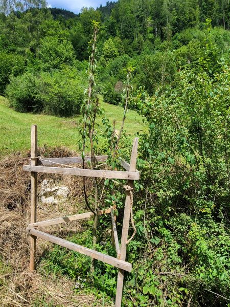 2023 Elsbeeren und Edelkastanien Förderung