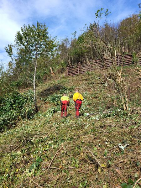 2025 Pflanzungen von Edelkastanien, Eichen, Ahorn und Eiben